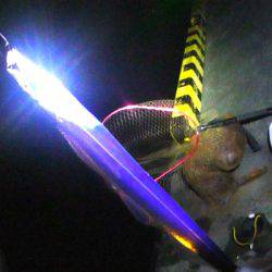 焼津港　連日太刀魚の釣果